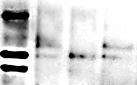 SPSA1 | Sucrose phosphate synthase isoform A1 in the group Antibodies for Plant/Algal / Photosynthesis / Sucrose metabolism at Agrisera AB (Antibodies for research) (AS15 2995)